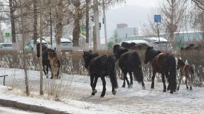 Өнгөрсөн 7 хоногт 124 бод малыг хотоос туун гаргажээ